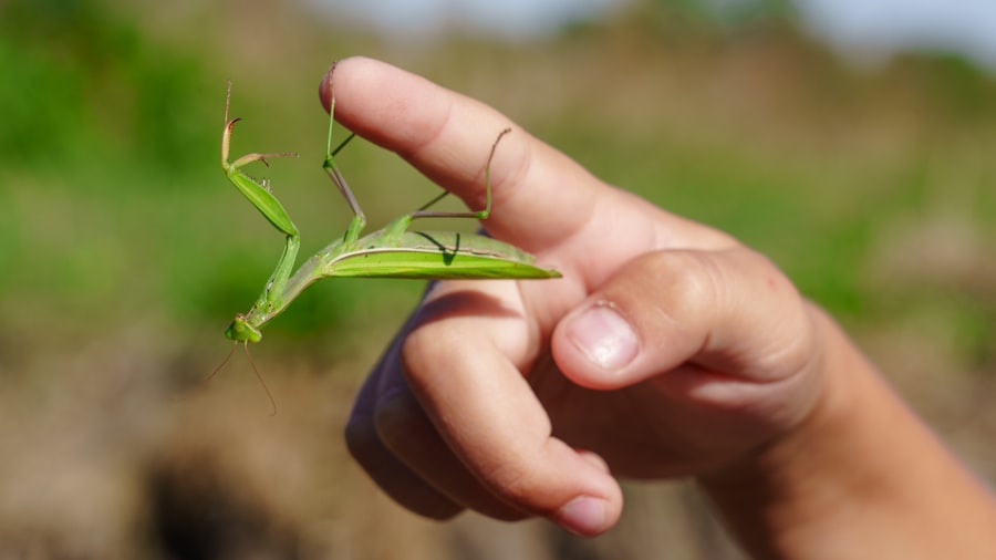 Praying Mantis Sticky Hands